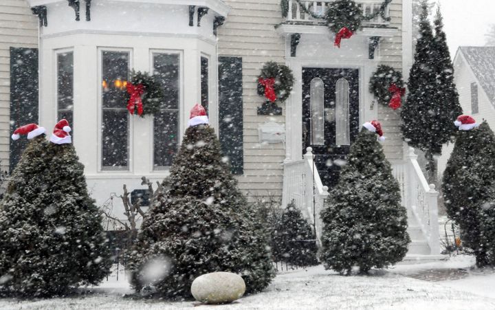 THESE JOLLY GREEN ELVES enjoy the first snowfall outside their High Street home in Eastport. The evergreens are wearing their Santa hats for the holiday season and being socially distanced f