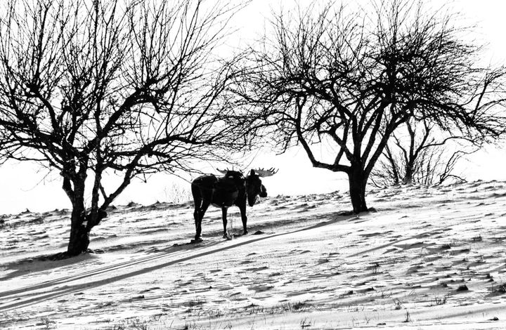 TRUDGING HOME FROM SCHOOL, during the January thaw, two youngsters wend their way along High Street in Eastport's South End. The past week's thaw has shrunken the snowbands left from Decembe