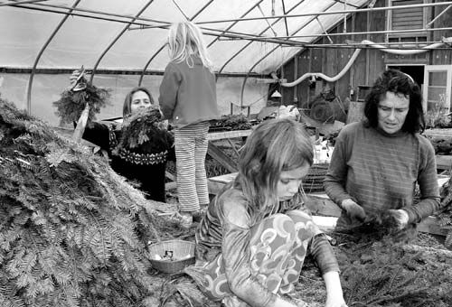 WORKING at wreath-making on the family farm are Carly DelSignore, Paige and Hailey DelSignore Bell of Tide Mill Farm, as well as Lynn Bradbury. "We use all organic products," says Carly. "We