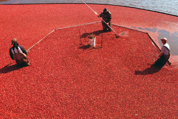 IN A RED SEA OF CRANBERRIES
