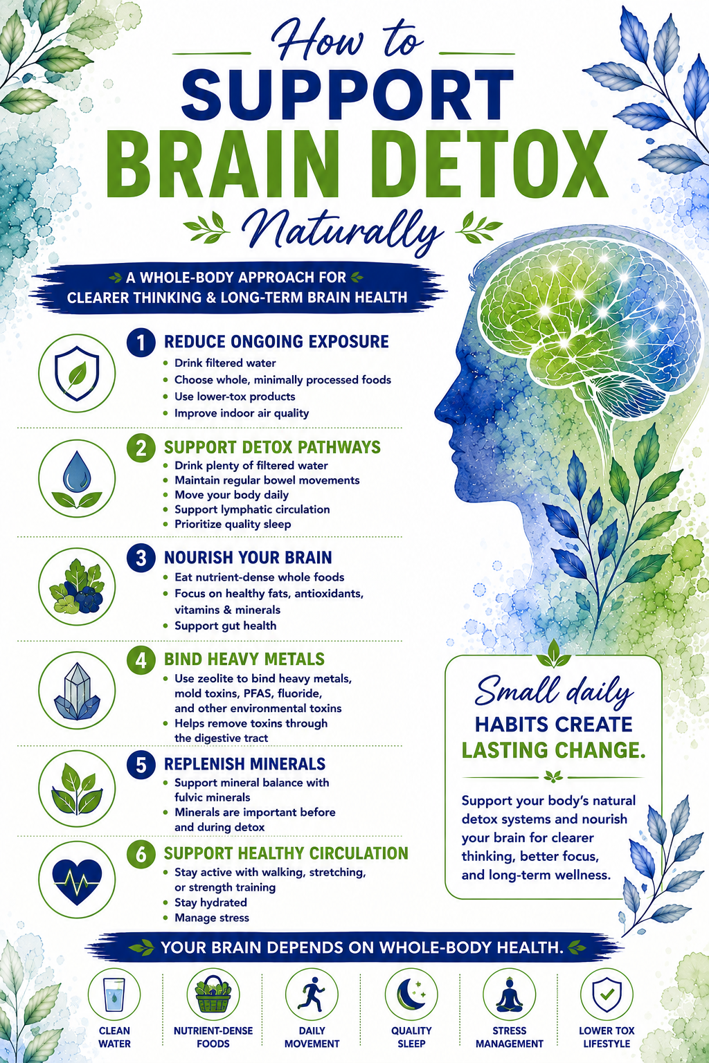 How to detox heavy metals from the brain infographic showing six natural ways to support brain detox, including reducing toxin exposure, opening detox pathways, nourishing the brain, binding heavy metals with zeolite, replenishing minerals, and supporting healthy circulation.