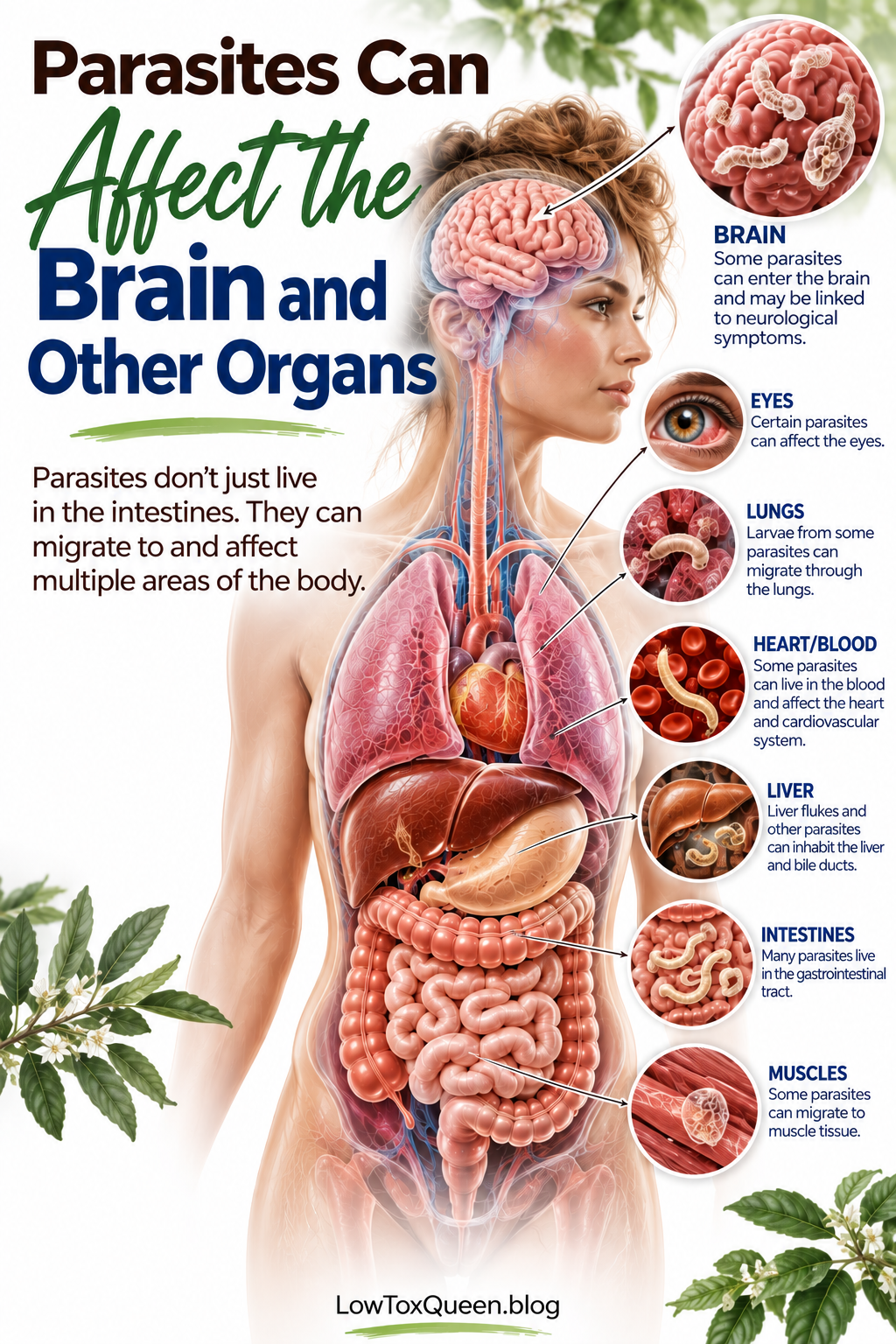 What does a parasite do to humans? Parasites can affect the brain, eyes, lungs, blood, liver, intestines, and muscles.