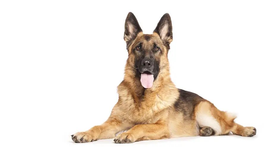 Paznicul ascuns din harta natală. Și din tranzit