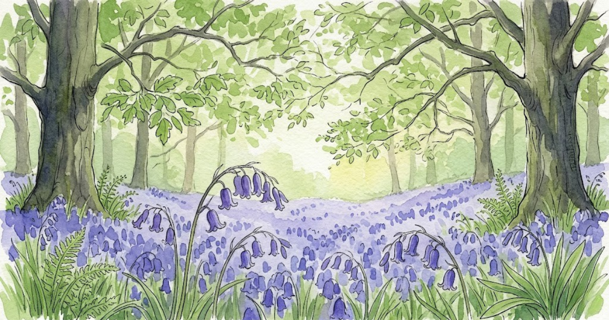 A dense carpet of native English bluebells flooding the floor of a beech wood in late April, the trunks rising vertically through the blue, fresh green leaves overhead.