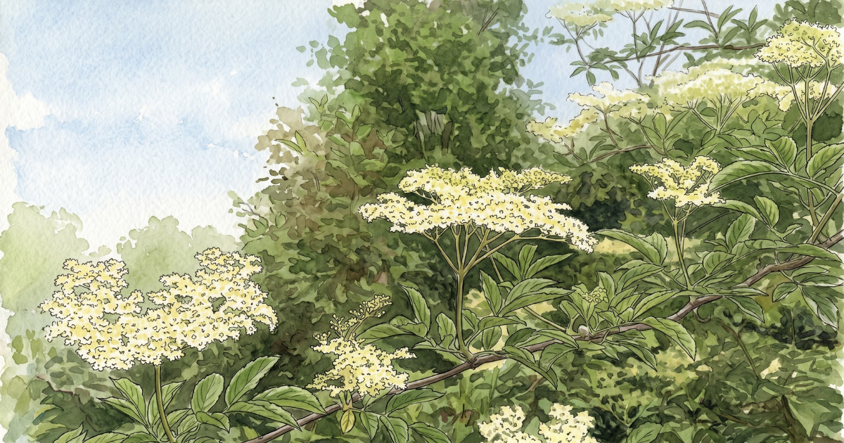 An elder bush in full flower in late May: flat cream-white umbels on a woody branch, dense pinnate green foliage, soft summer canopy behind.