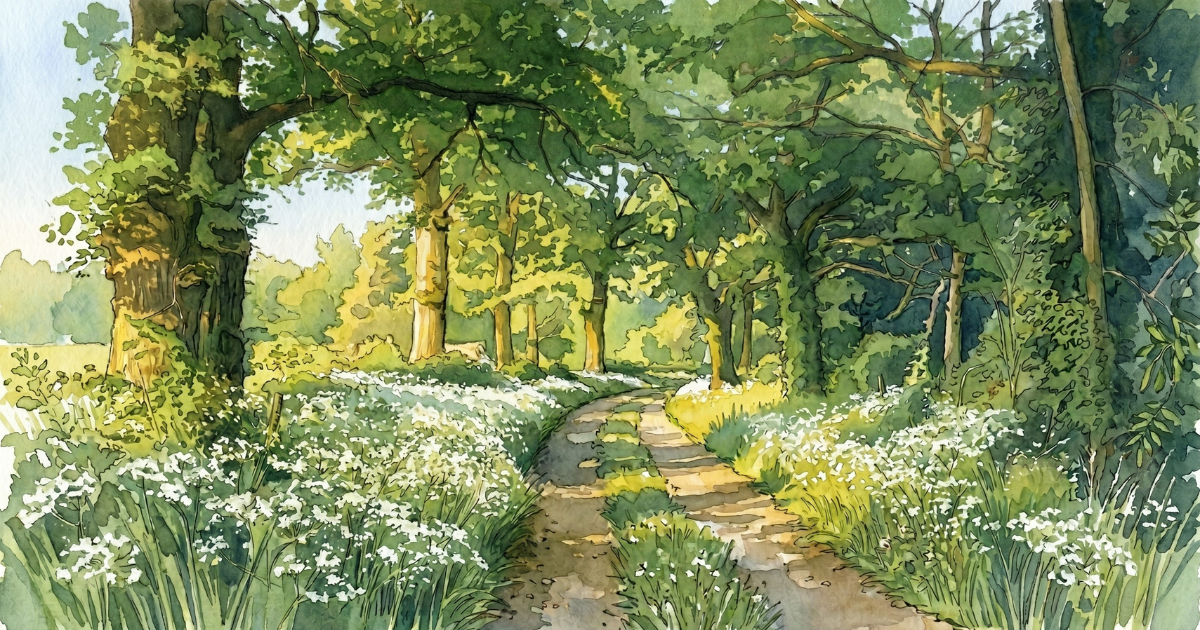 A hedged English lane in late May at golden hour: cow parsley at full height on both verges, mature oaks arching overhead, the lane curving gently into the canopy beyond.