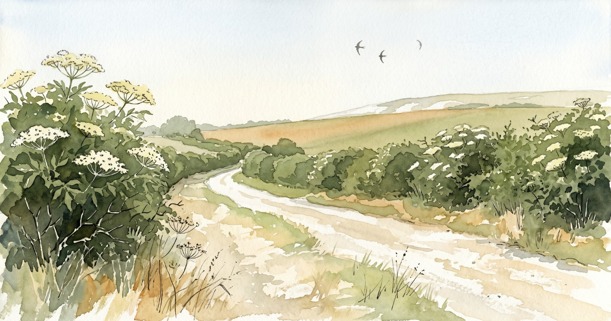 Elder bushes in full creamy-white flower stud a deep green hedgerow beside a pale chalk lane, a dry verge in front, fields rising beyond and swifts high in a hazy June sky.
