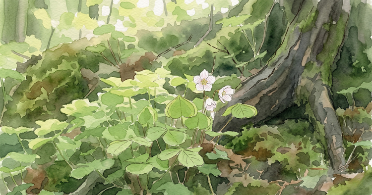 Wood sorrel growing at the base of a moss-covered tree root in dappled woodland shade, with heart-shaped leaves in groups of three and small white flowers with pink veining just open.