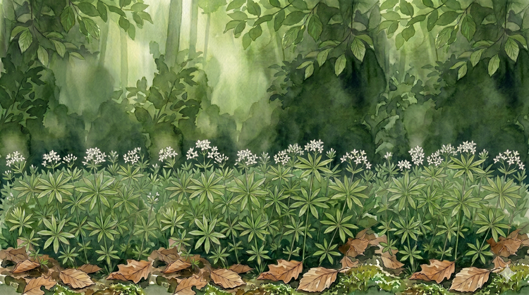 Sweet woodruff (Galium odoratum) carpeting a beech wood floor in May: whorls of six to eight narrow leaves and clusters of small white four-petalled flowers.