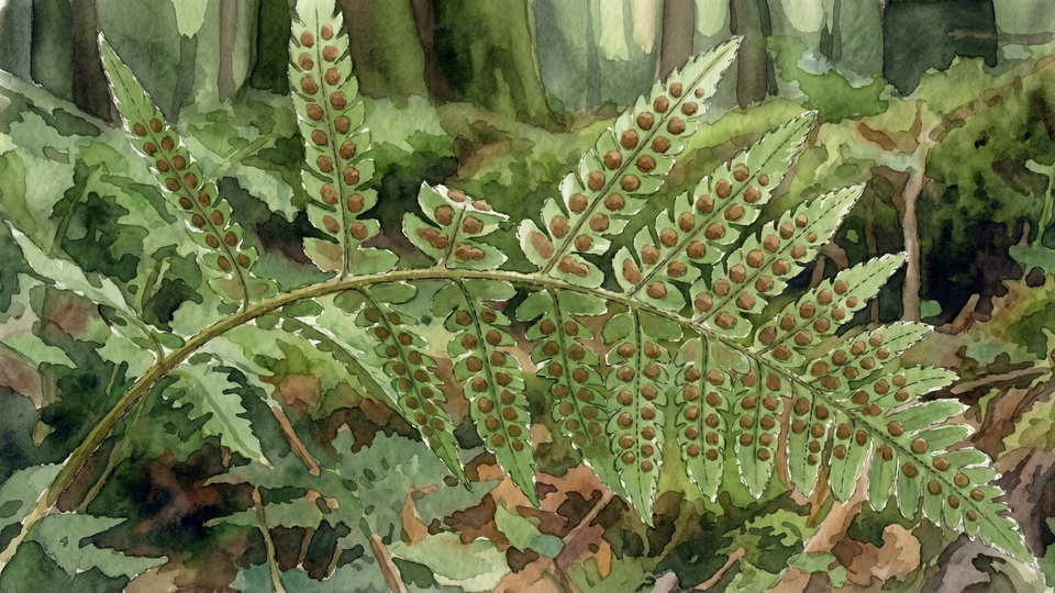 Close-up of fern fronds from below, showing the clustered spore cases on the underside, soft dappled woodland light.