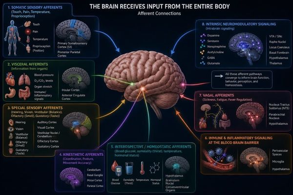 The Human Brain is the Most Sophisticated Authoritative Computational Information Network in the Physical Universe