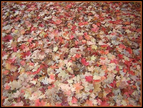 Delightful Everyday Sounds - Fallen Leaves