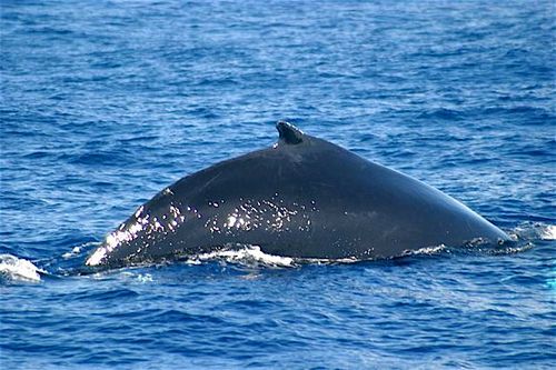 Global Warming Could Bring Ocean Acoustics Back to the Age of Dinosaurs