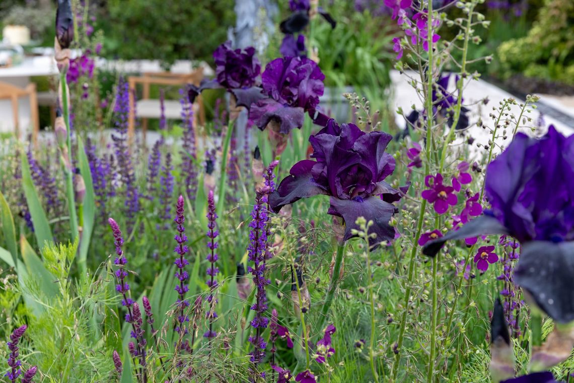 Colour ideas...                             Chelsea Flower Show