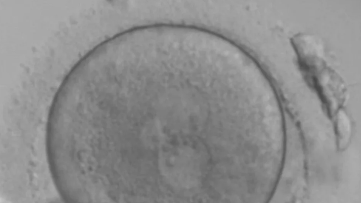 Microscope image of part of an embryo.