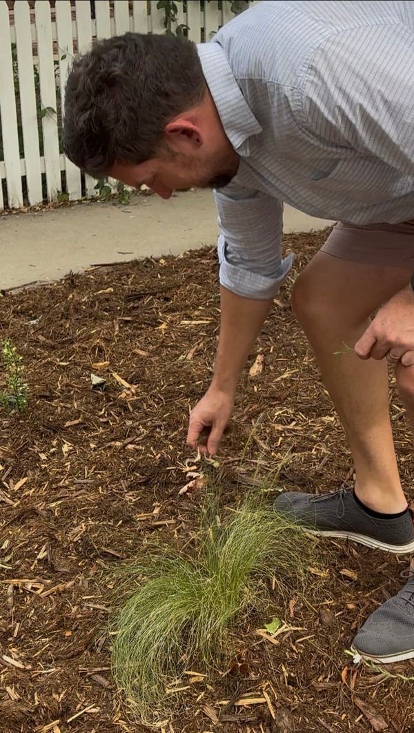 Longmont Will Pay Residents Hundreds to Remove Grass or Improve Irrigation