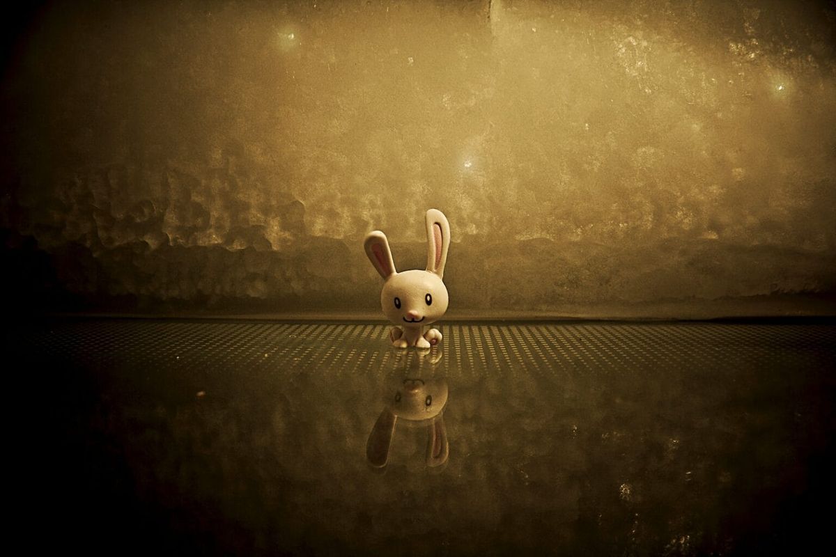 A bunny against a lit backdrop