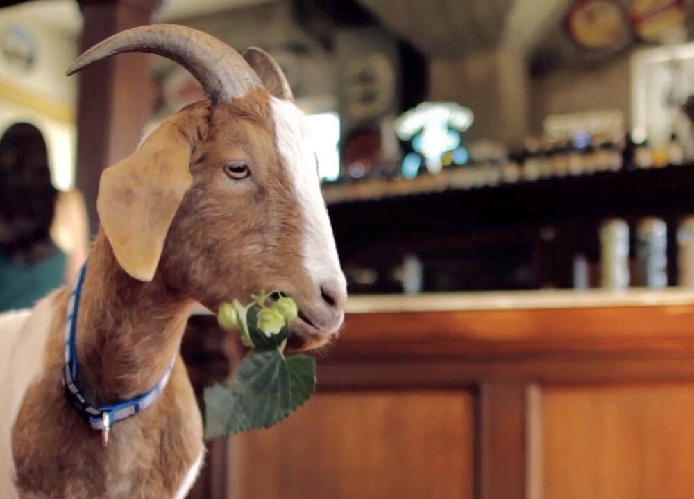 Sometimes you just have to rope the goat.