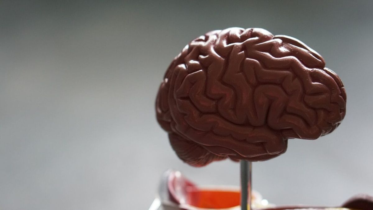 An image of a brain 
