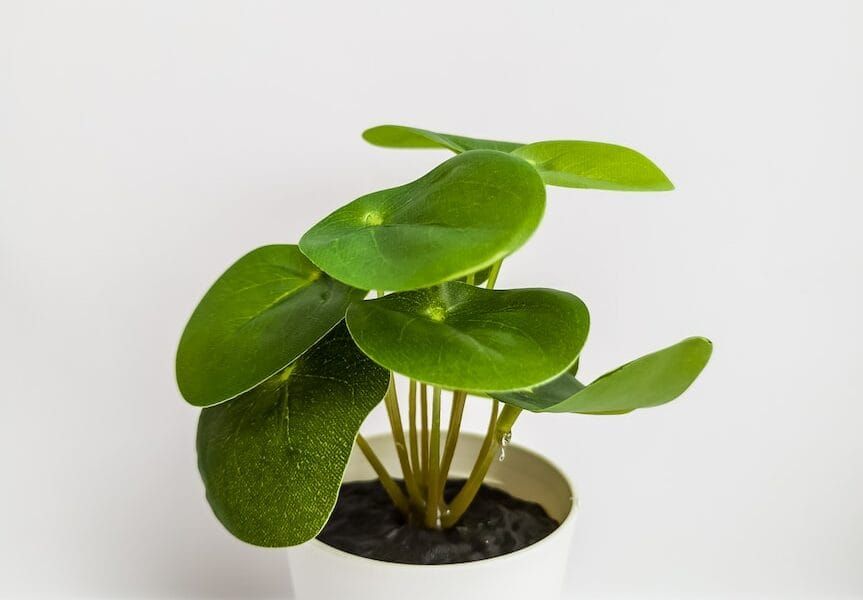 A potted plant against a white background