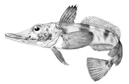 Научни новини: Палеонтология, ледени риби и нещо ново за COVID–19