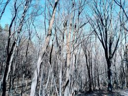 Портрет 2024–25