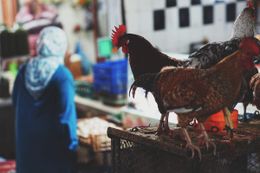 Тиндър/Миндър, халал, сайтове и приложения за запознанства