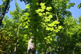 Виждам зелени дървета…