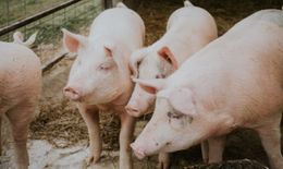 Чума преди избори