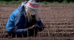 Сезонните работници в ЕС: мизерията е голяма и спасение не дебне отникъде