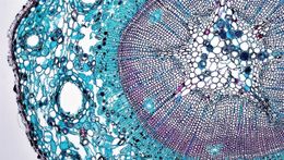 Научни новини: Нобелови награди 2022