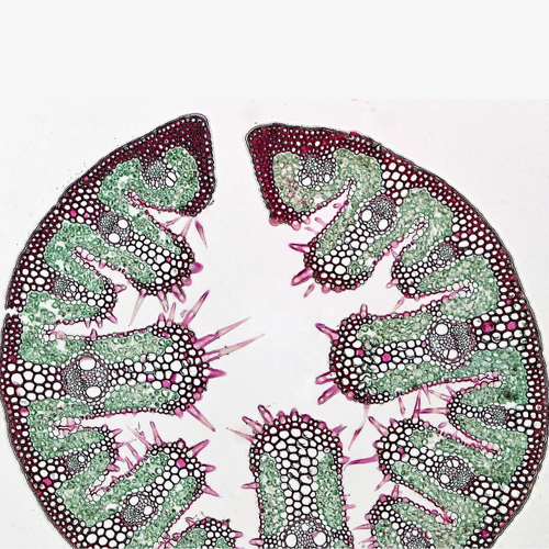 Научни новини: Прецизно земеделие, клетъчна биология и микробиология