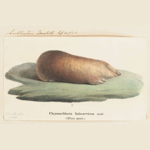 Научни новини: Молекулярни терапии, CRISPR и една златна къртица