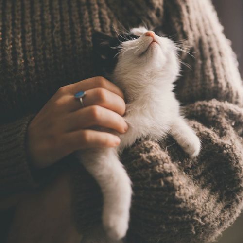 Научни новини: Хипоалергенни котки, чревен микробиом, хитри видри и ванилия за разкош