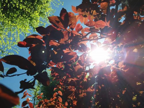 от високото капе мед