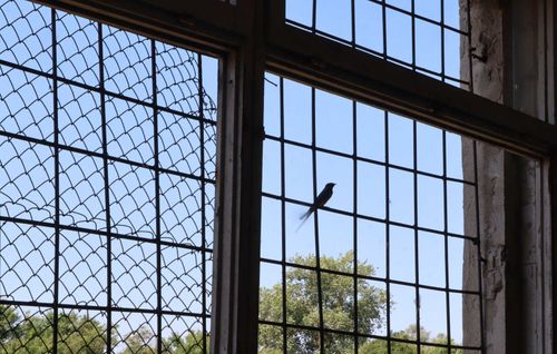 Смърт, глад и унижения – спомени от концлагерите в комунистическа България