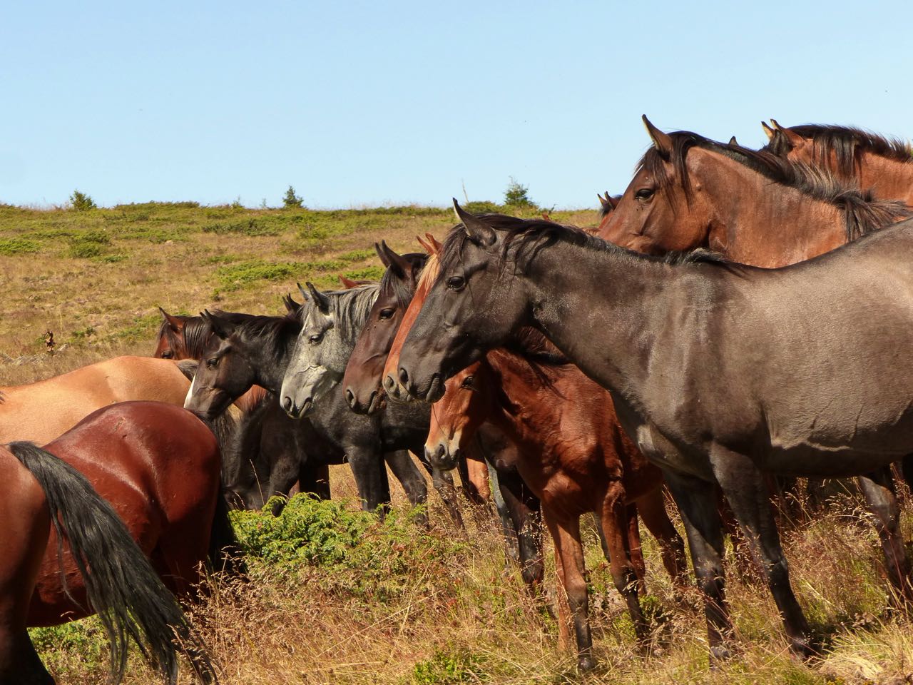 Стадо диви коне Стадо диви коне
