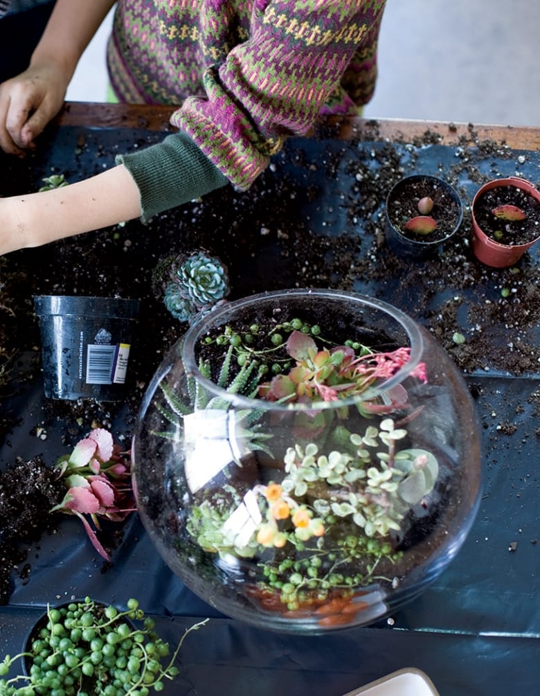 Photograph close up, flat lay of a terrarium filled with tiny plants and succulents