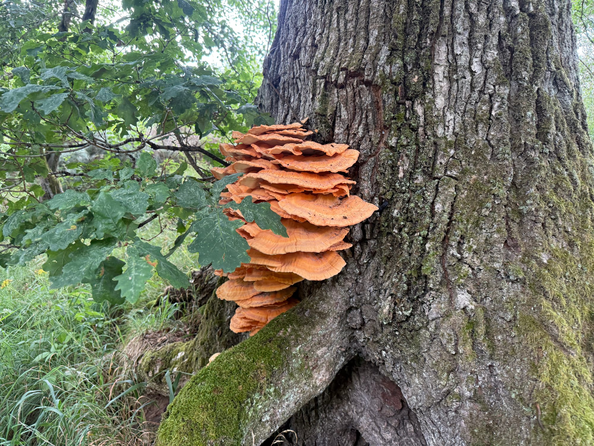 Tiers of orange bracket fungus growing from the base of an old oak trunk