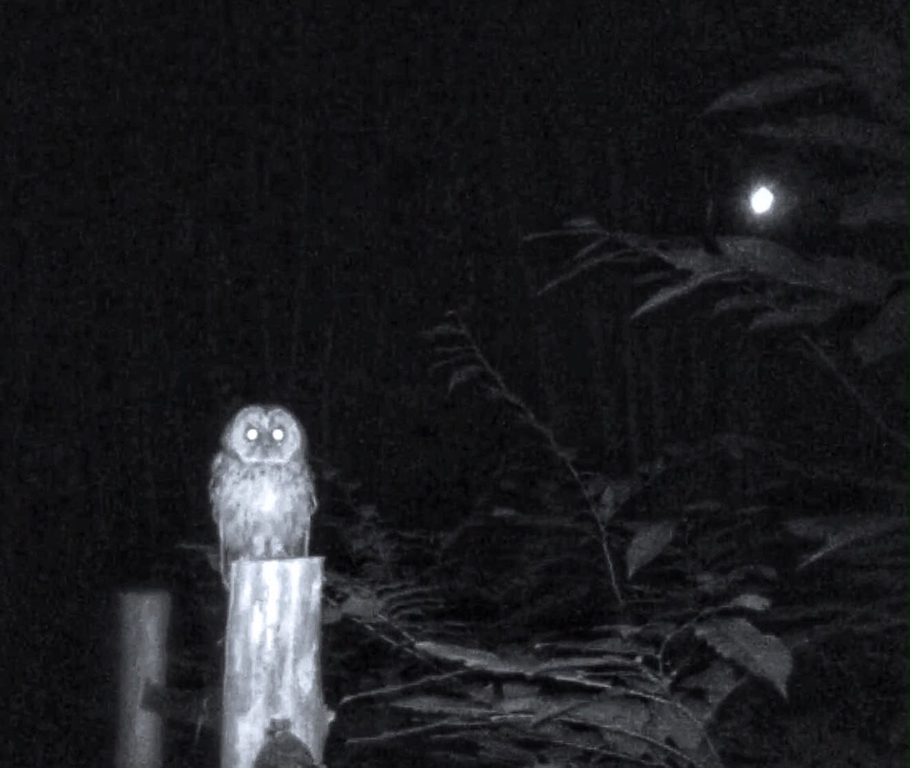 An owl with glowing eyes perched on a post at night, caught on a night camera under the moon