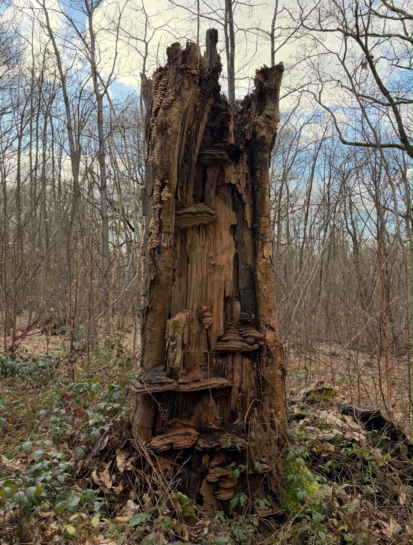 A tall, hollow, rotting tree stump covered in bracket fungi in a winter wood