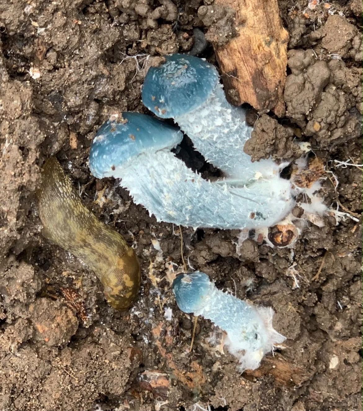 Blue-green toadstools pushing up through bare soil beside a slug