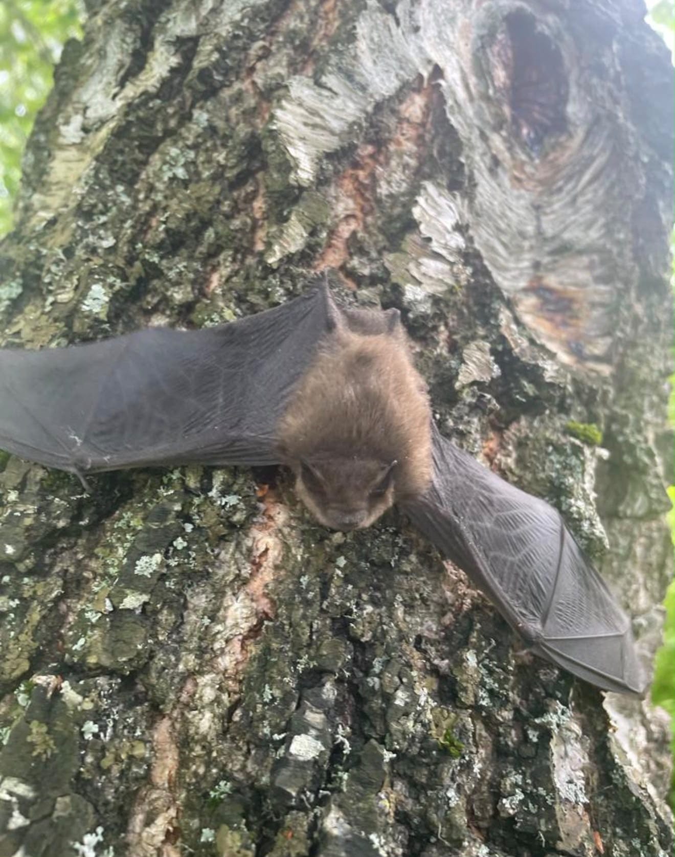 A small brown bat with outstretched wings clinging to tree bark