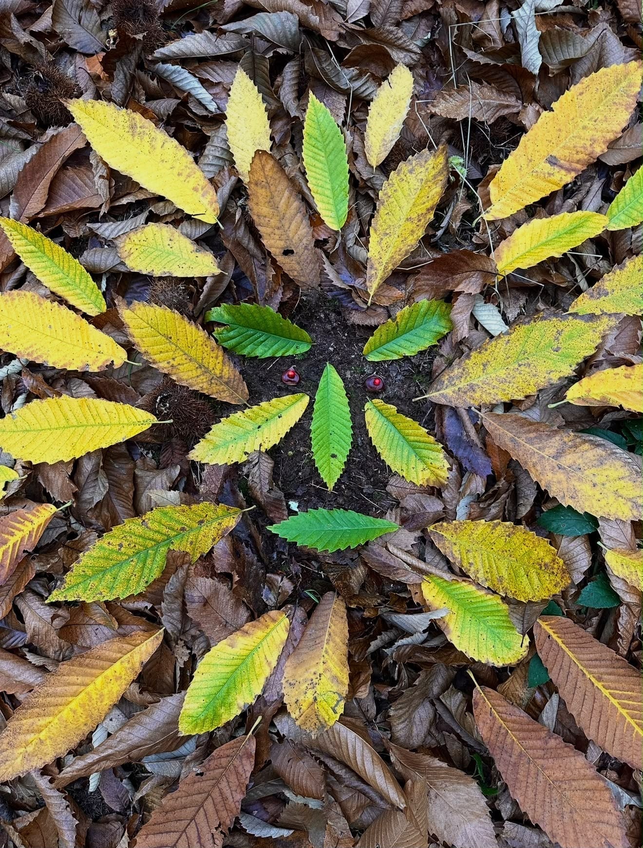 Fallen autumn leaves arranged in a circular pattern on the woodland floor