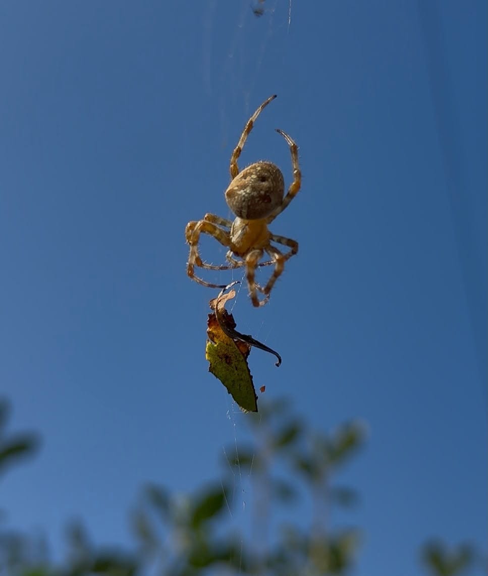 A garden spider hanging in its web against a blue sky, with a leaf caught below