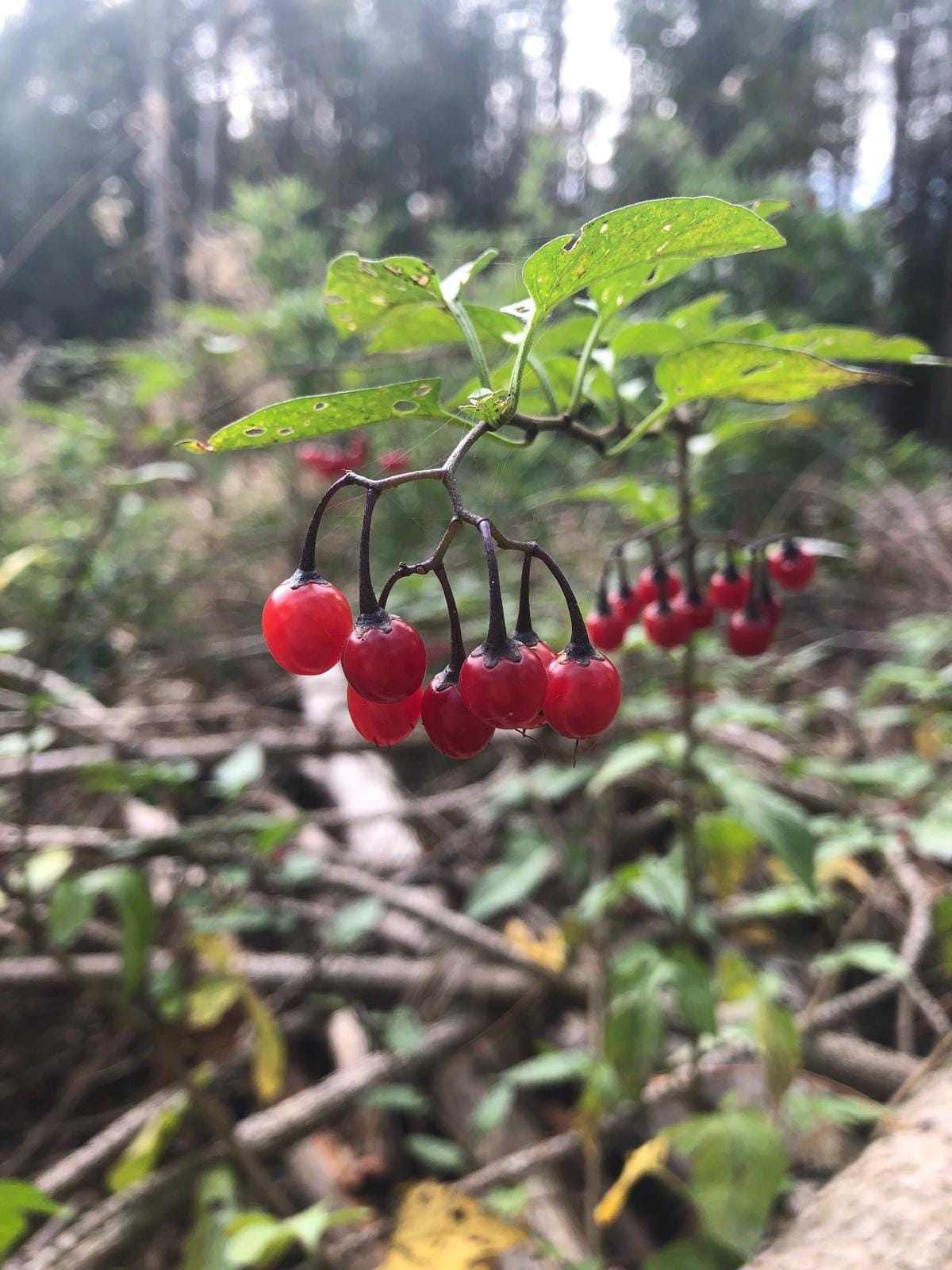 A cluster of shiny red berries hanging from a woodland plant