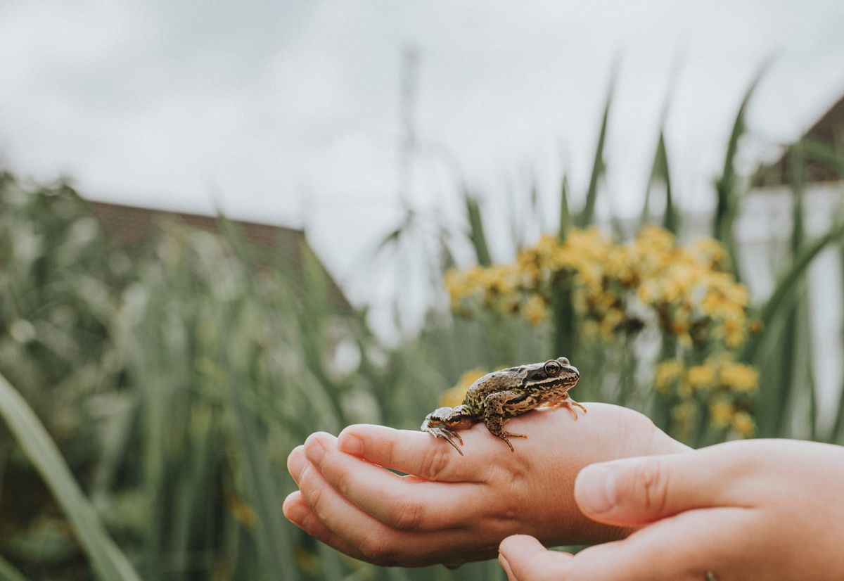 Go on a Spring Nature Walk