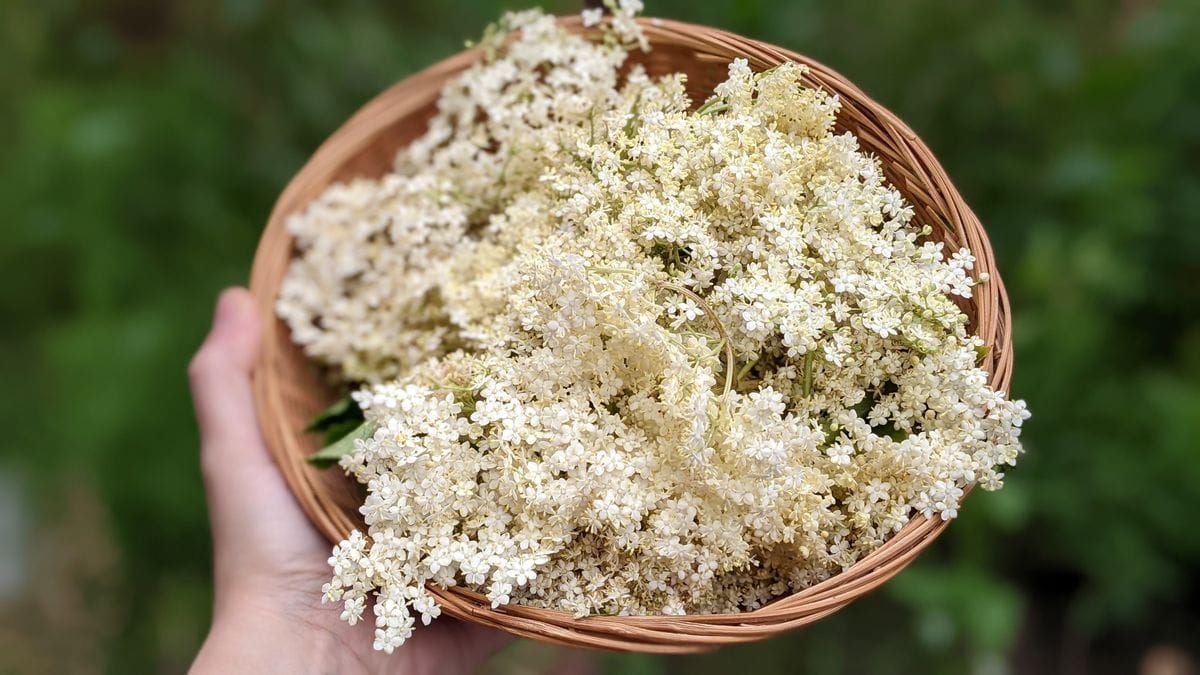 Photograph of a hand holding a basket of elderflowers, against a green background