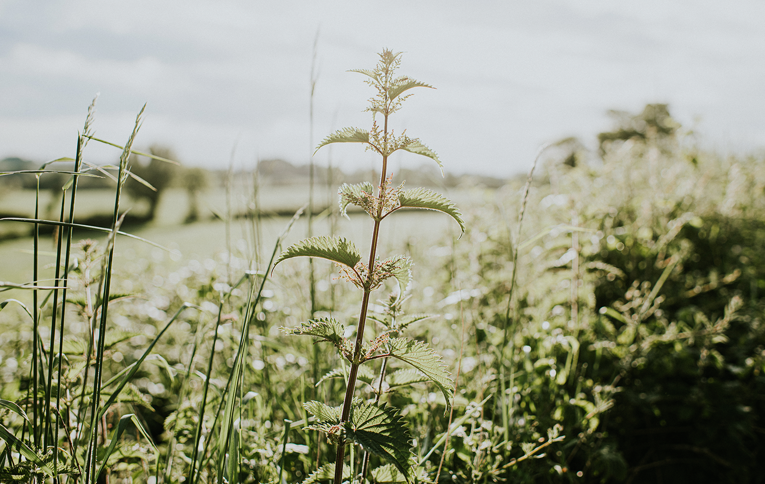 A Woman's Weed: Why I Grow Nettles for Health