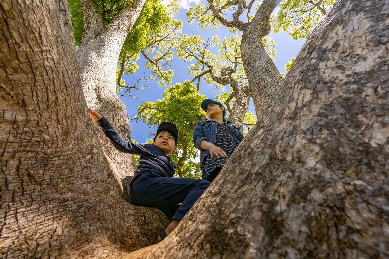 Meet the Tree Whisperer